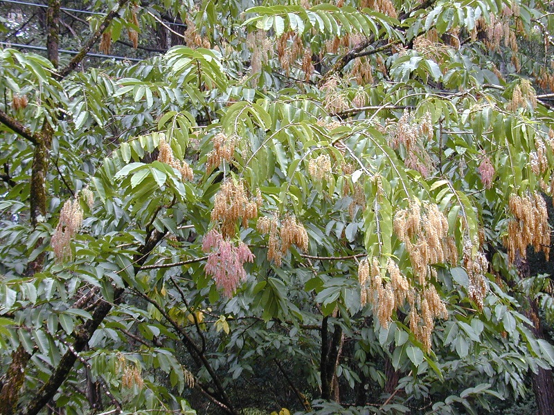 Terminalia myriocarpa